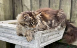 Maine Coon cats for sale: POLYDACTYL BEAUTY - Image 8