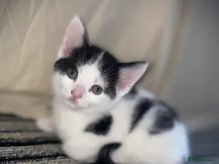 Mixed Breed cats Black and White Pretty Boy Kitten Left - Advert 8