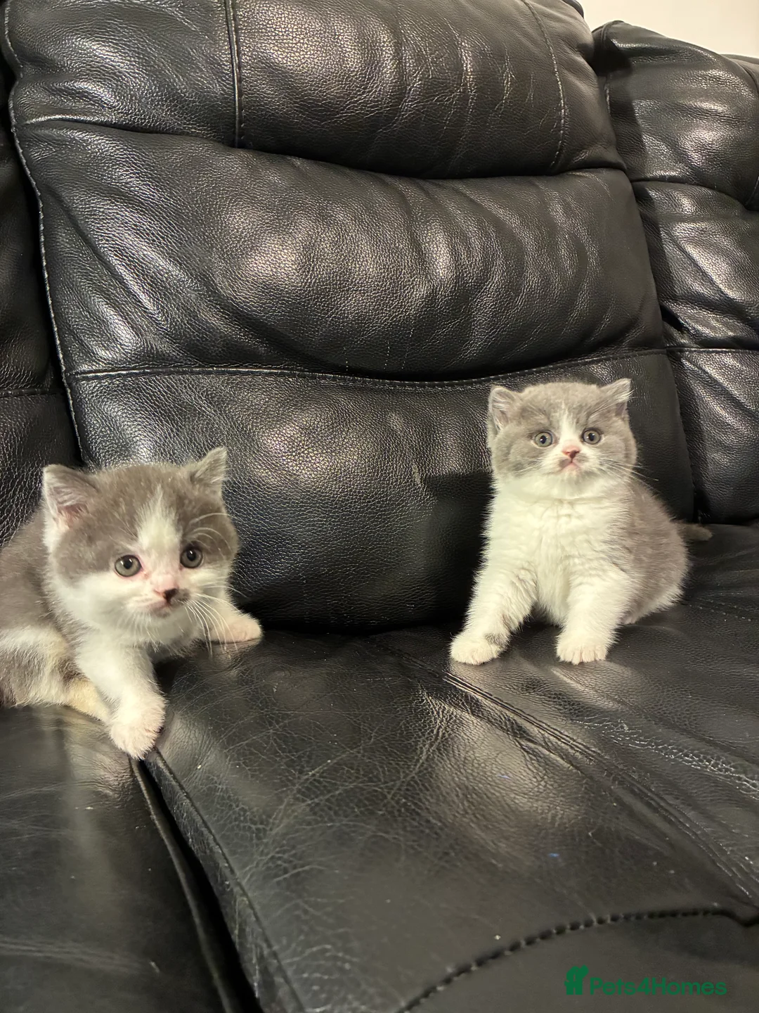 British Shorthair cats for sale: LAST 1 REMAINING BSH TICA KITTENS - Advert 25