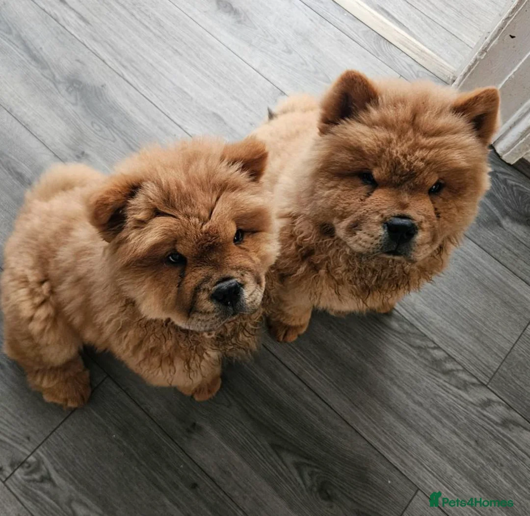 Chow Chow dogs for stud: TOP QUALITY CHOW CHOW FOR STUD in Sunderland - Advert 5