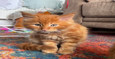 Maine Coon cats - Advert 13