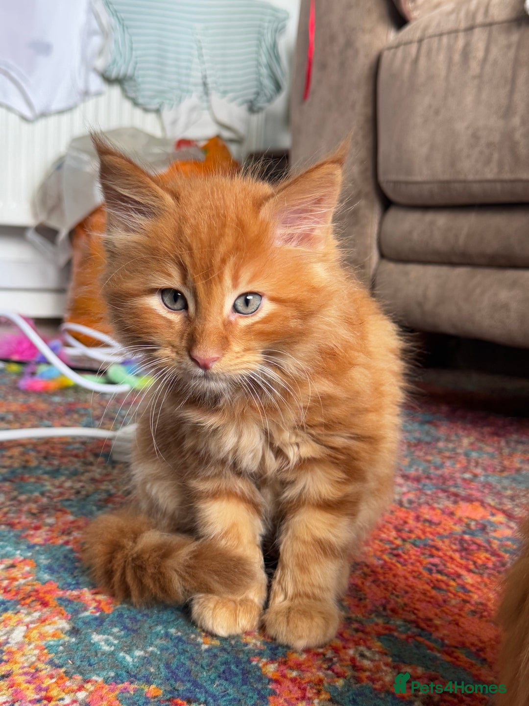 Maine Coon cats for sale: Cross Maine coon for sale  - Image 3