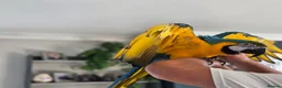 Macaws birds for sale: BLUE & GOLD MACAW, 2 YEARS OLD, COMPLETE SETUP in Maryport - Advert 5
