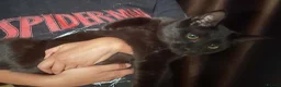 Mixed Breed cats for sale: Beautiful ragdoll mix kittens - Advert 2