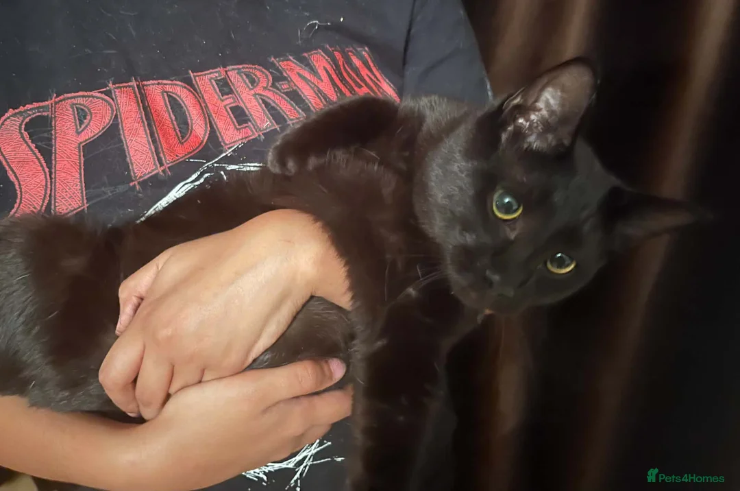 Mixed Breed cats for sale: Beautiful ragdoll mix kittens - Advert 2