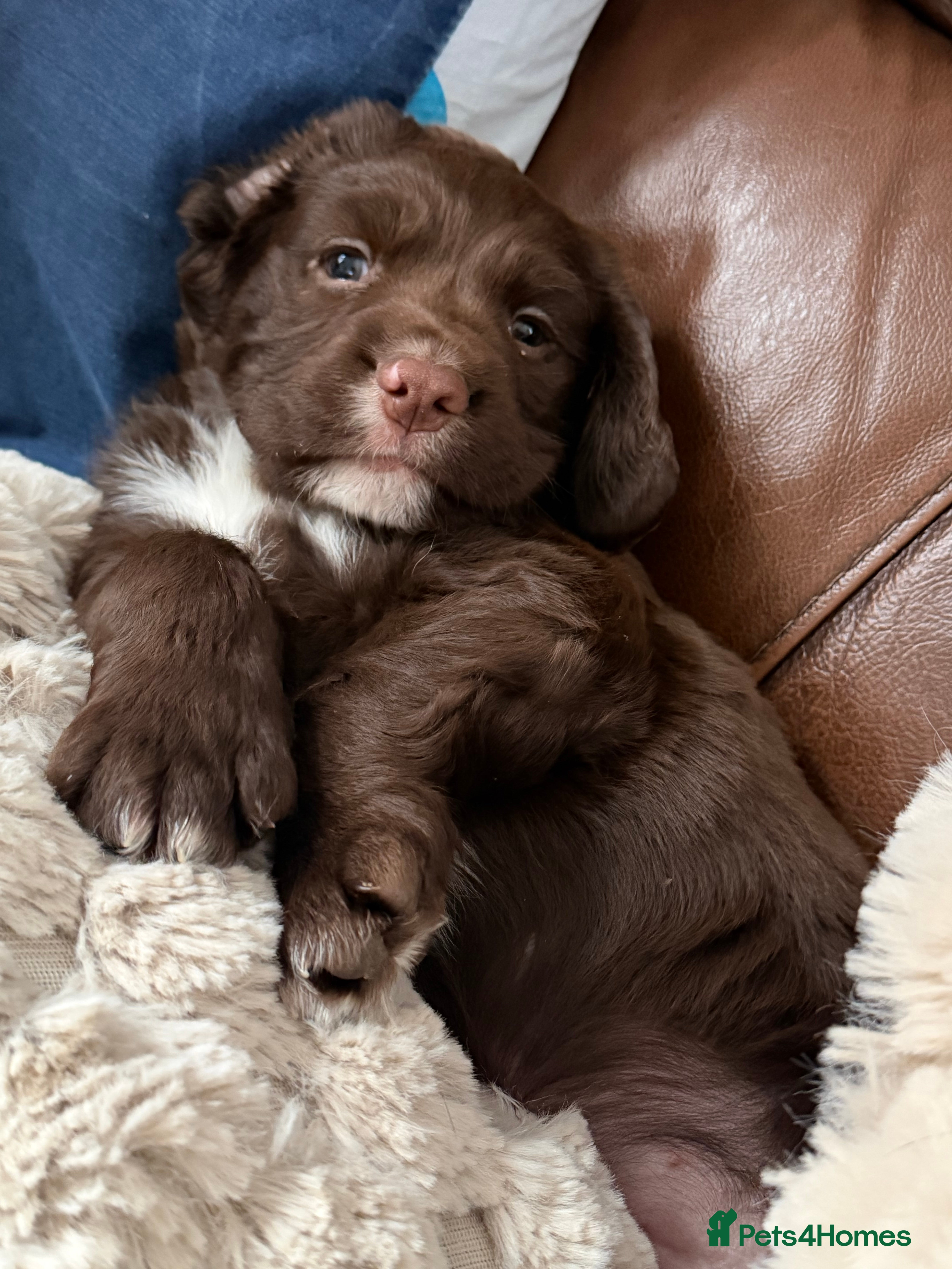 Sprocker dogs Fluffy little sprocker Boy  - Advert 3