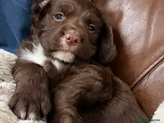 Sprocker dogs Fluffy little sprocker Boy - Advert 3