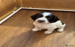 English Springer Spaniel dogs for sale: KC registered English Springer Spaniels  - Image 8