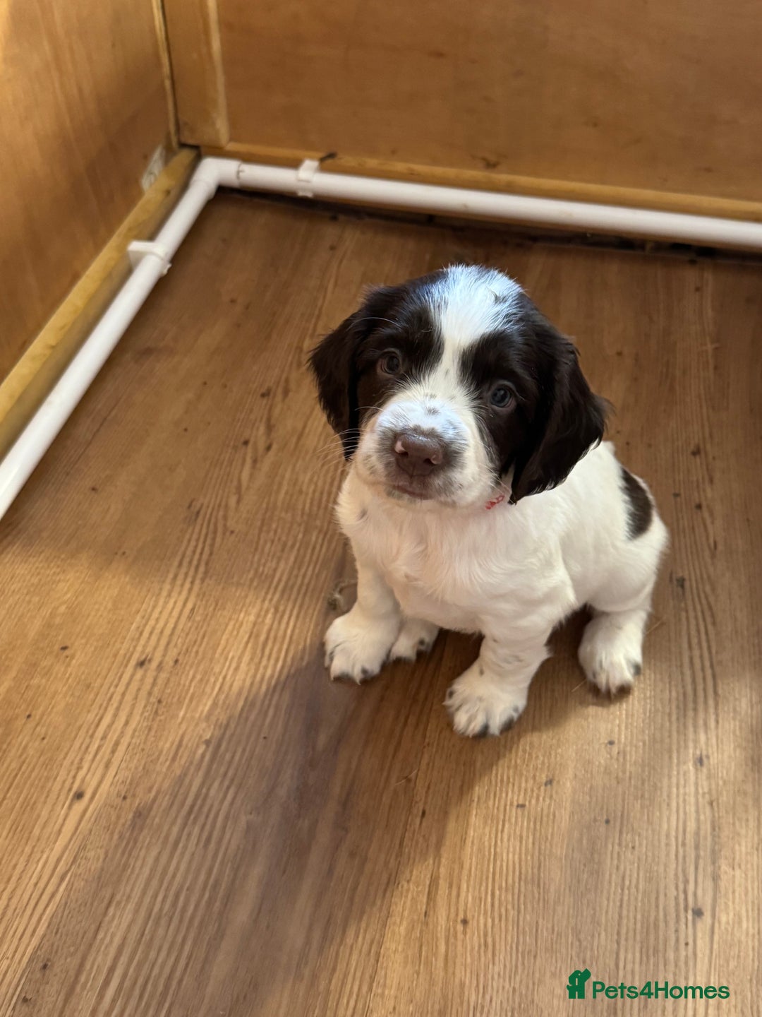 English Springer Spaniel dogs for sale: KC registered English Springer Spaniels  - Image 8