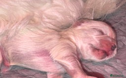 Maltese dogs for sale: Maltese For Sale  - Advert 4