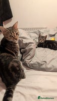 British Shorthair cats Tabby Kittens For Sale - 18th November! - Advert 1