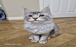 Maine Coon cats for sale: Pure maine coon - Image 29