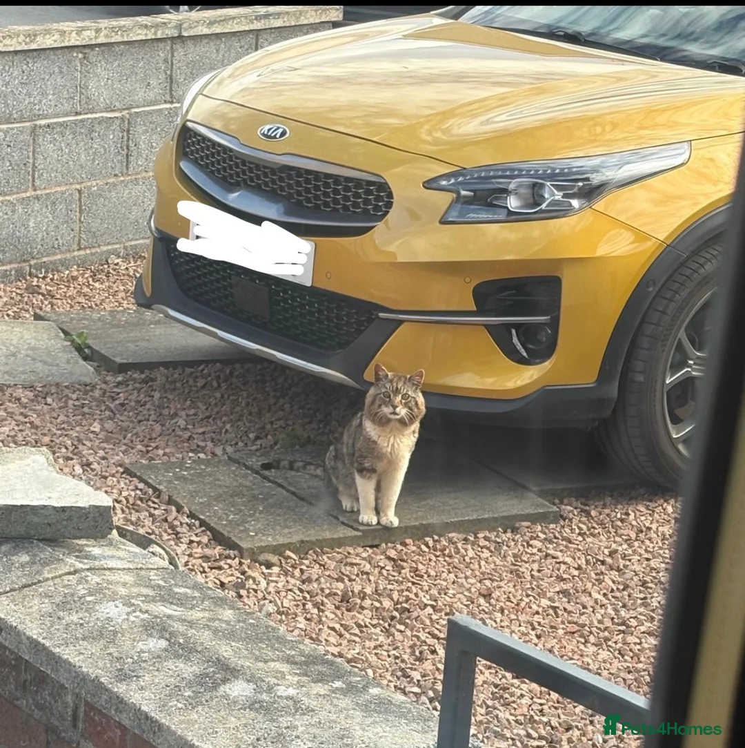 Mixed Breed cats for sale: Persian Cross - Advert 2