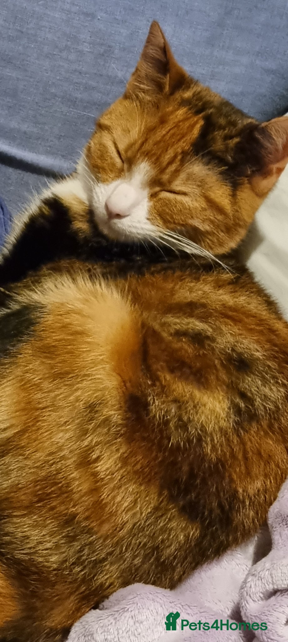 Mixed Breed cats 3 Kittens for Sale - 1 Female 2 Males  - Advert 3