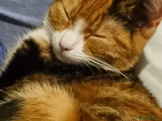 Mixed Breed cats 3 Kittens for Sale - 1 Female 2 Males - Advert 1