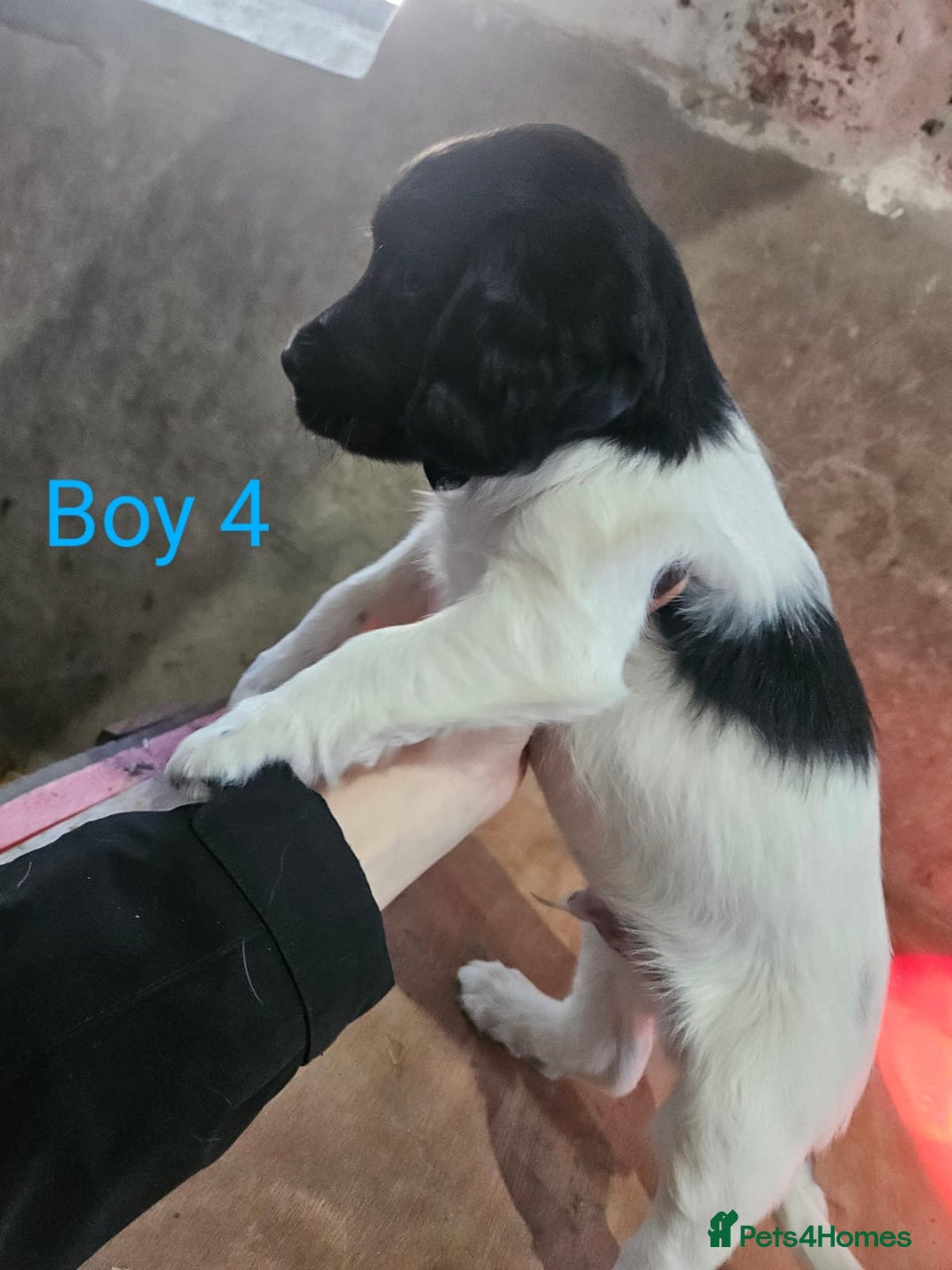 English Springer Spaniel dogs for sale: KC Registered Springer Spaniel Puppies  - Advert 22