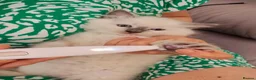 Ragdoll cats for sale: Beautiful Ragdoll Kittens available now - Advert 15