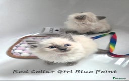 Ragdoll cats for sale: Ragdoll Kittens From Health Tested Parents. - Image 3
