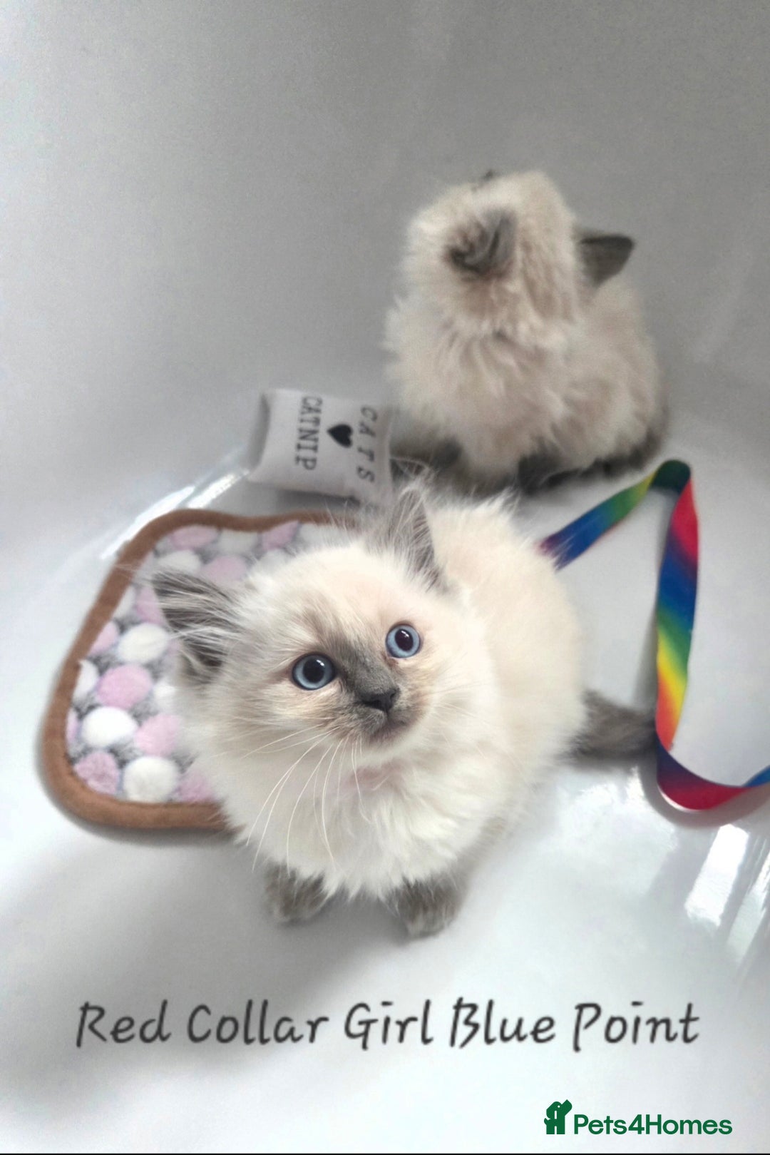 Ragdoll cats for sale: Ragdoll Kittens From Health Tested Parents. - Image 3