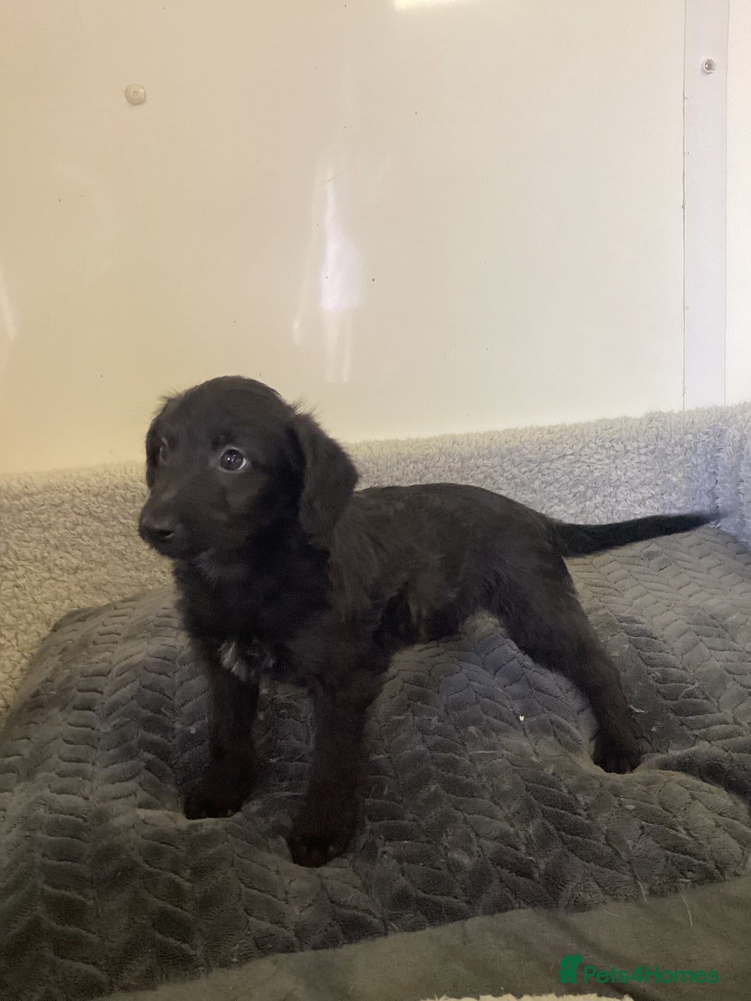 Mixed Breed dogs for sale: Whippet x bedlington - Image 13