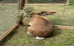 Californian rabbits for sale: 2 Female Californian Rabbits. - Image 7