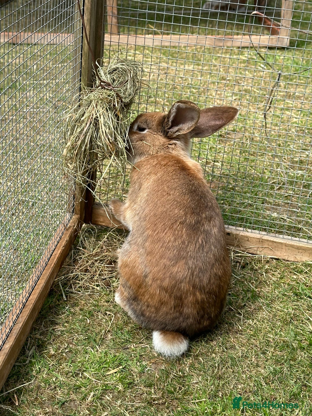 Californian rabbits for sale: 2 Female Californian Rabbits. - Image 7