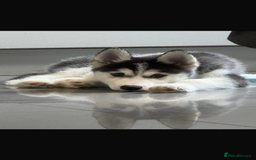 Siberian Husky dogs for sale: Beautiful Husky puppy Black and white, hazel eyes - Image 1