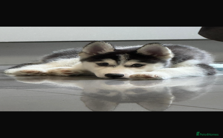 Siberian Husky dogs - Advert 5