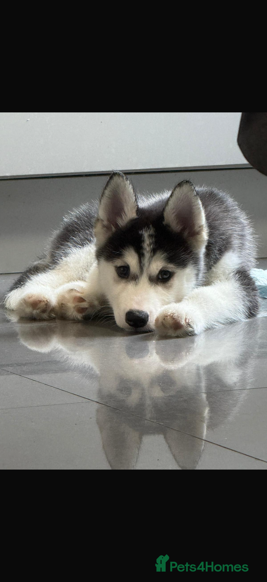 Siberian Husky dogs for sale: Beautiful Husky puppy Black and white, hazel eyes - Image 1