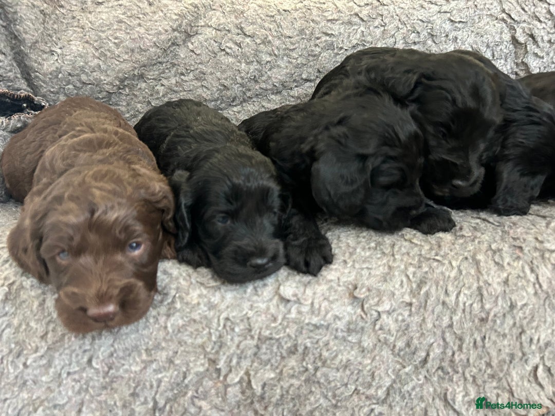 Cockapoo dogs for sale: Cockapoo  puppy’s boys and girls  - Advert 4