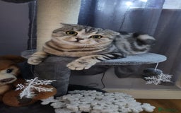 Scottish Fold cats for sale: Scottish fold kitten  - Image 12