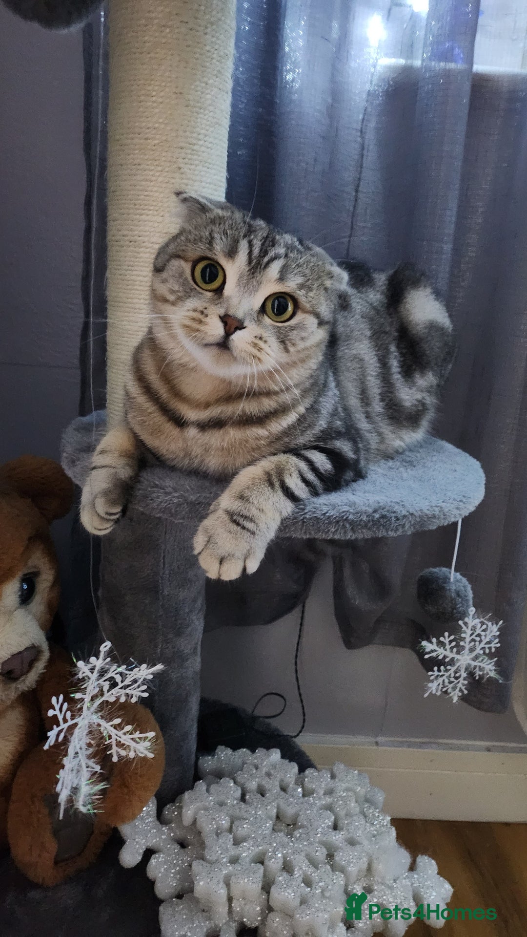 Scottish Fold cats for sale: Scottish fold kitten  - Image 12