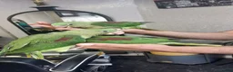 Parrots birds for sale: Alexandrine  babies  - Advert 2