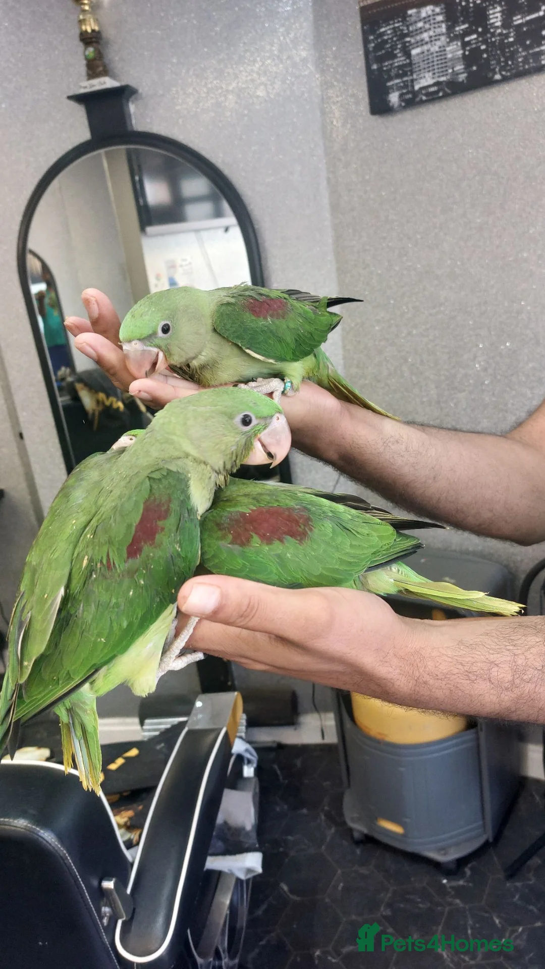 Parrots birds for sale: Alexandrine  babies  - Advert 2