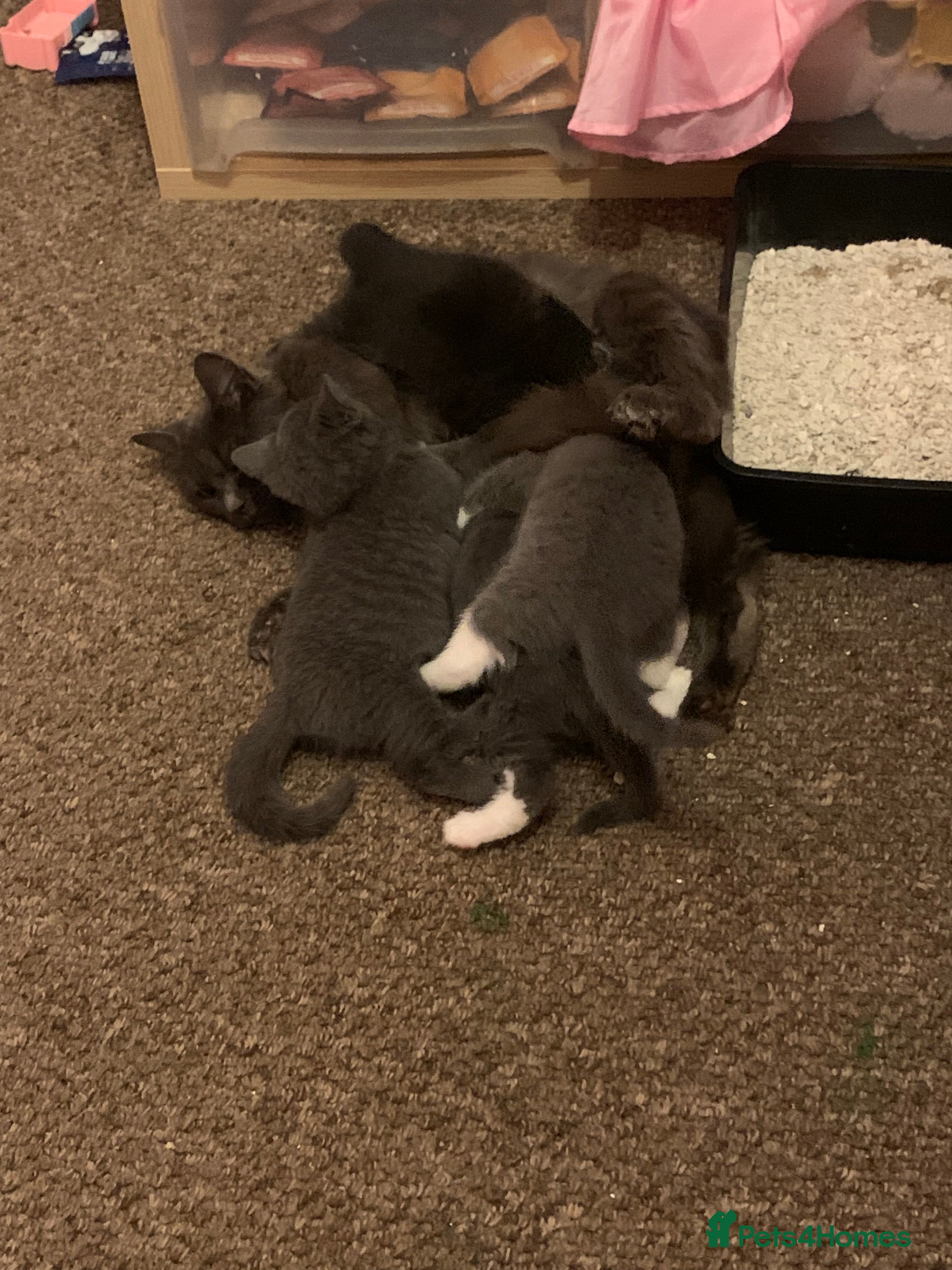 Mixed Breed cats Kittens  - Advert 1