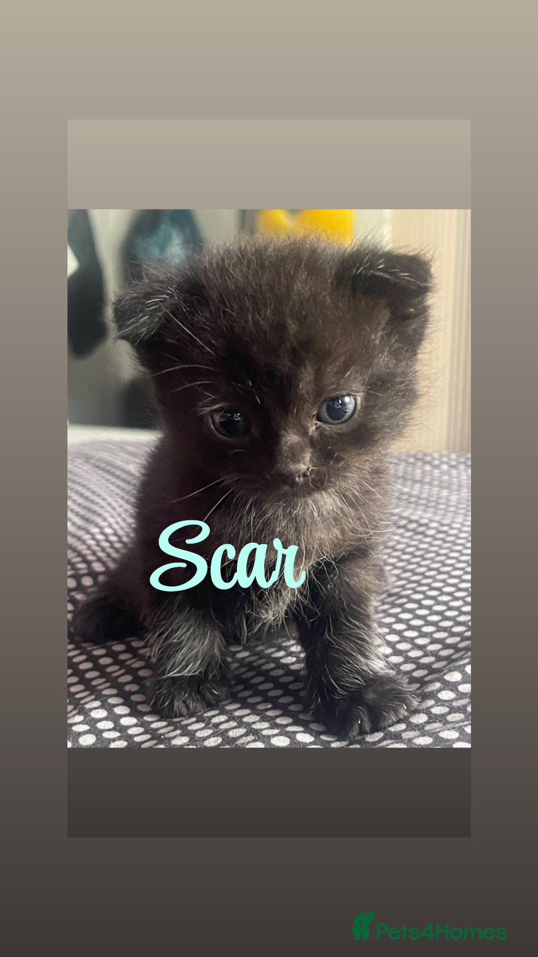 Mixed Breed cats for sale: Cutest Scottish Fold and BSH kittens  - Image 4