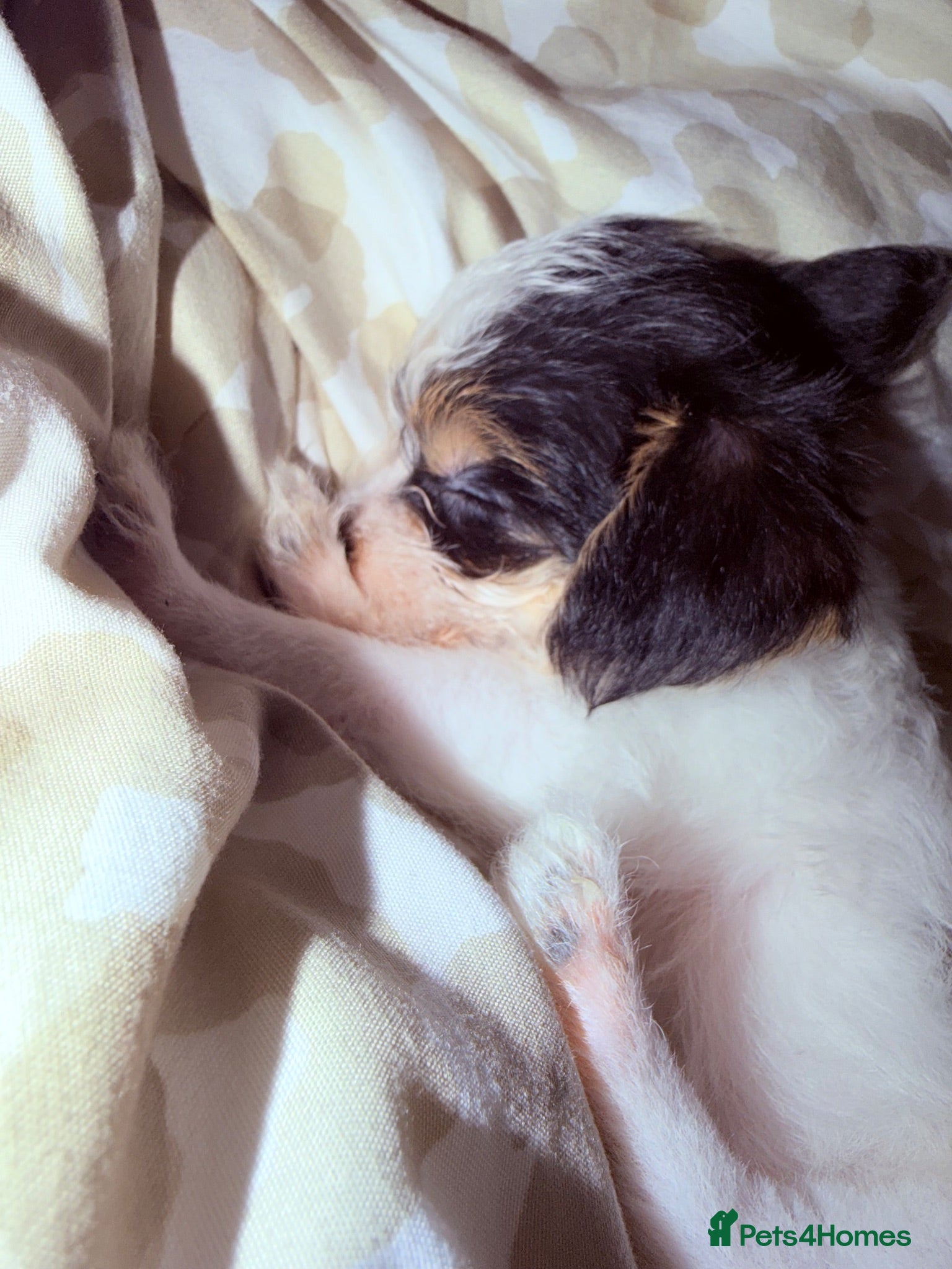Mixed Breed dogs 8 weeks old  - Advert 6
