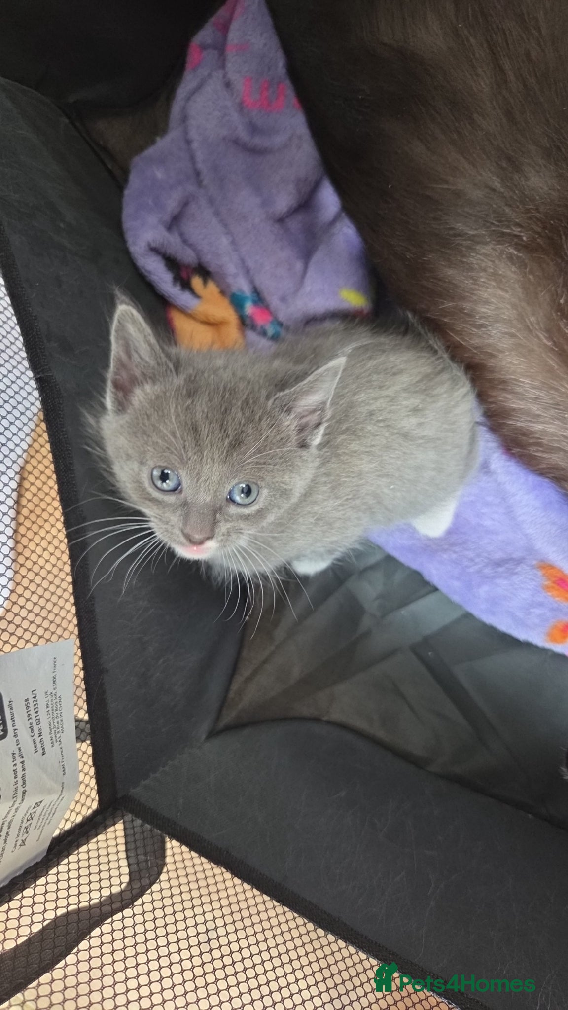 Mixed Breed cats for sale: 4 grey kittens for sale - Advert 4