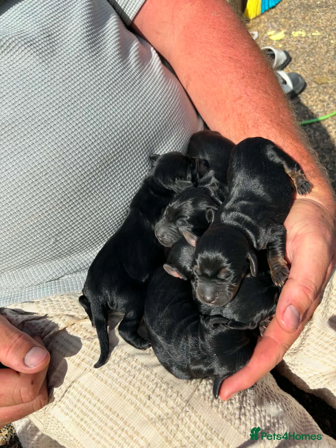 Mixed Breed dogs for sale: Working cocker with mix dads family pet  - Advert 2