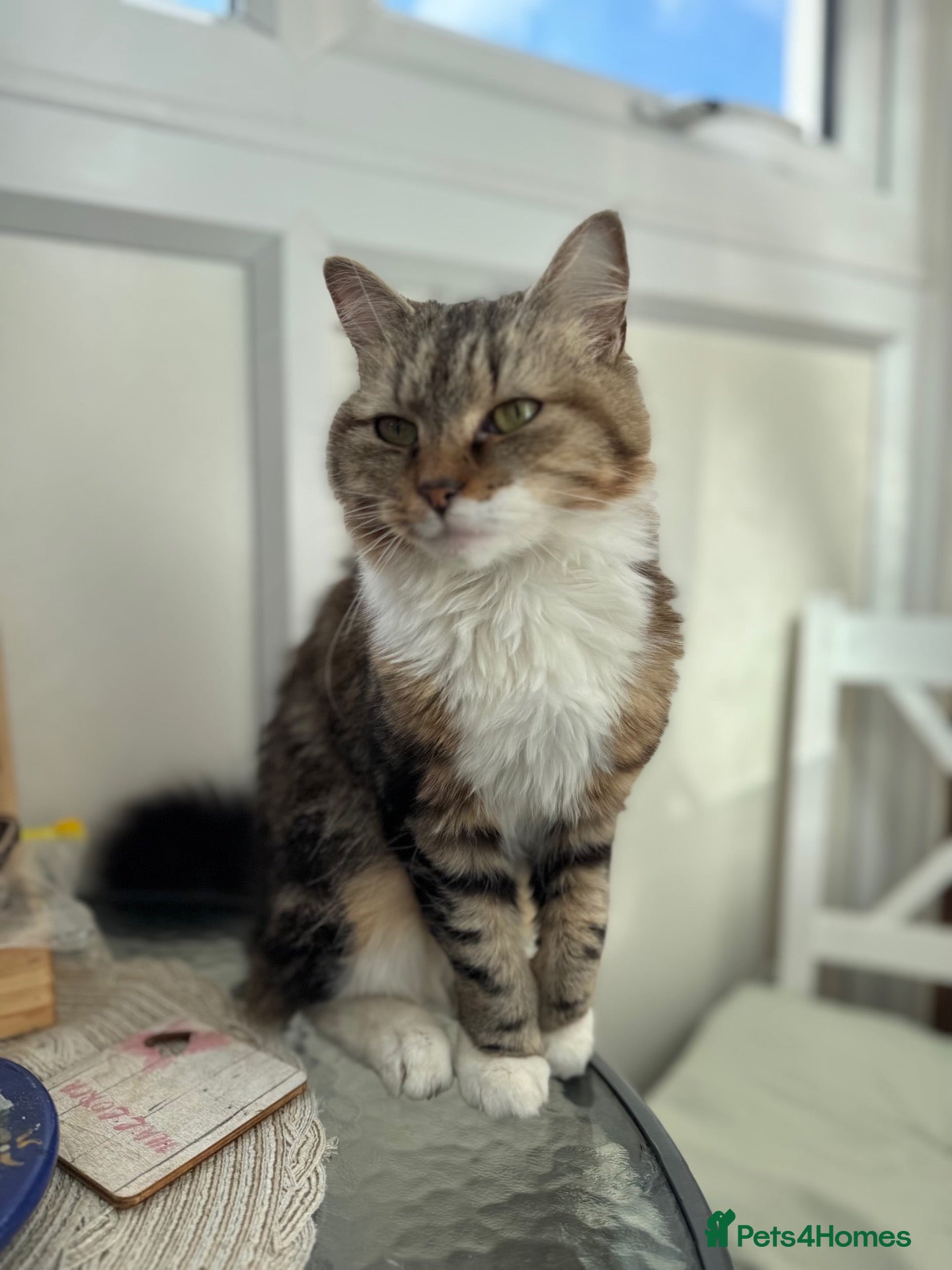 Mixed Breed cats for sale: Two beautiful kittens ready to go to a loving home - Advert 5