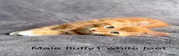 Mixed Breed cats for sale: Ginger kittens - Advert 10