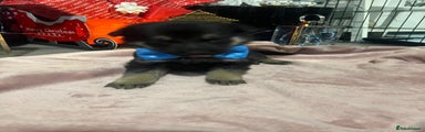 German Shepherd Puppy 4