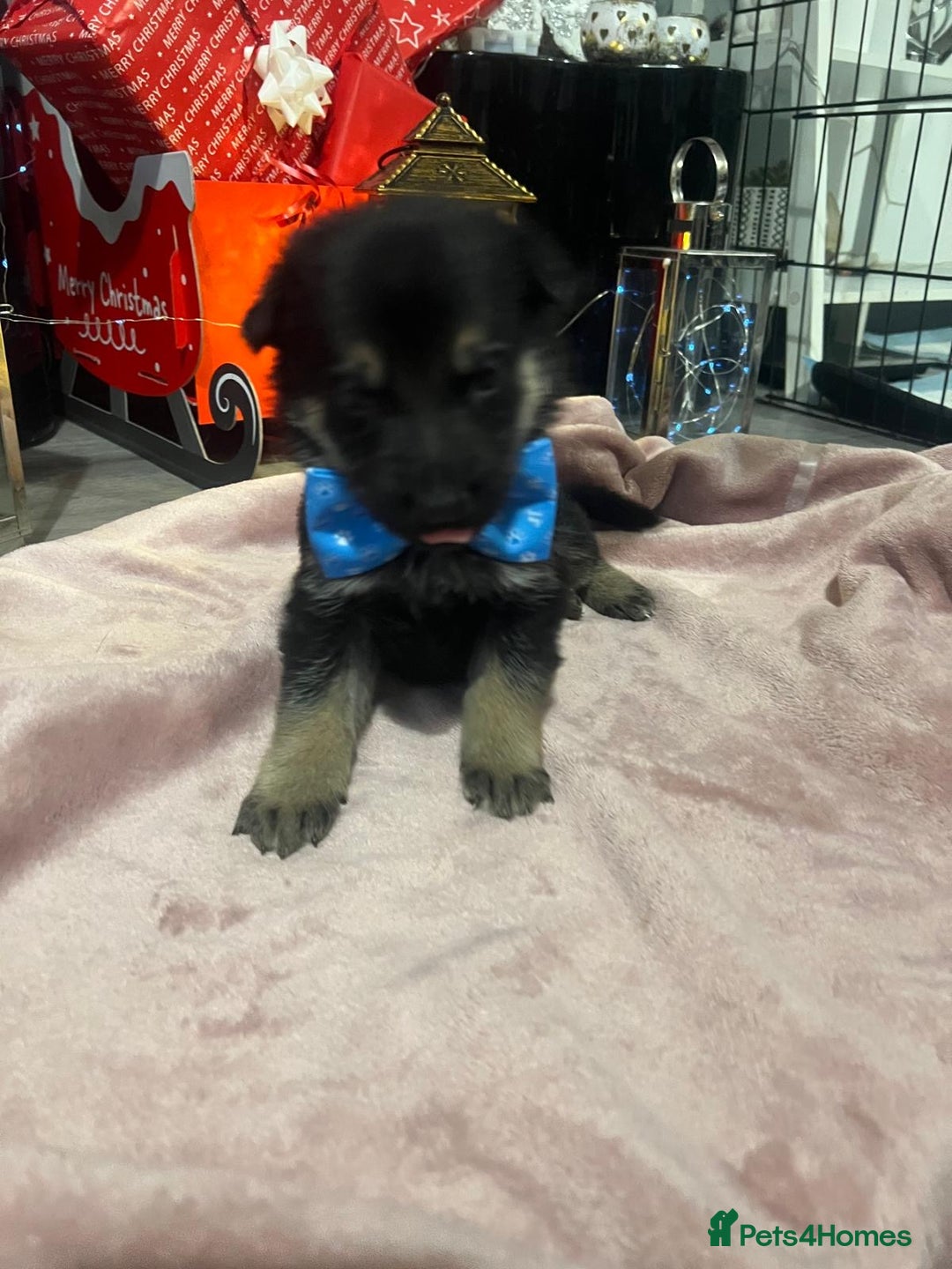 German Shepherd dogs for sale: Lovely GSD puppies  - Advert 12