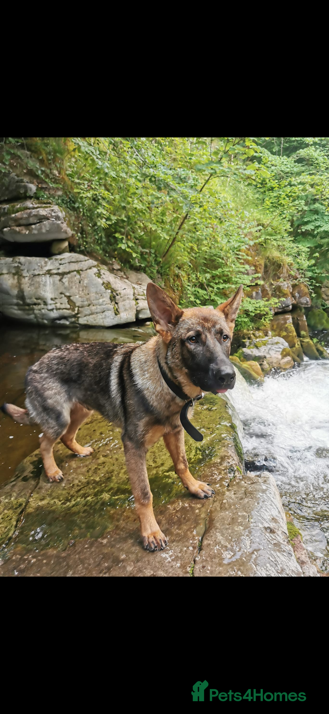 German Shepherd dogs for sale: Czech German shepherd male - Image 5