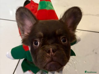 French Bulldog dogs Fluffy French bulldog puppies ready to go - Advert 22