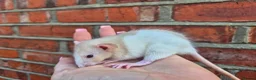 Rat rodents for sale: Various dumbo rats  - Advert 8