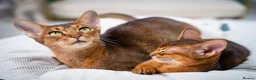 Abyssinian cats for sale: Majestic Abyssinian Boy-READY NOW-Champion Line - Advert 22