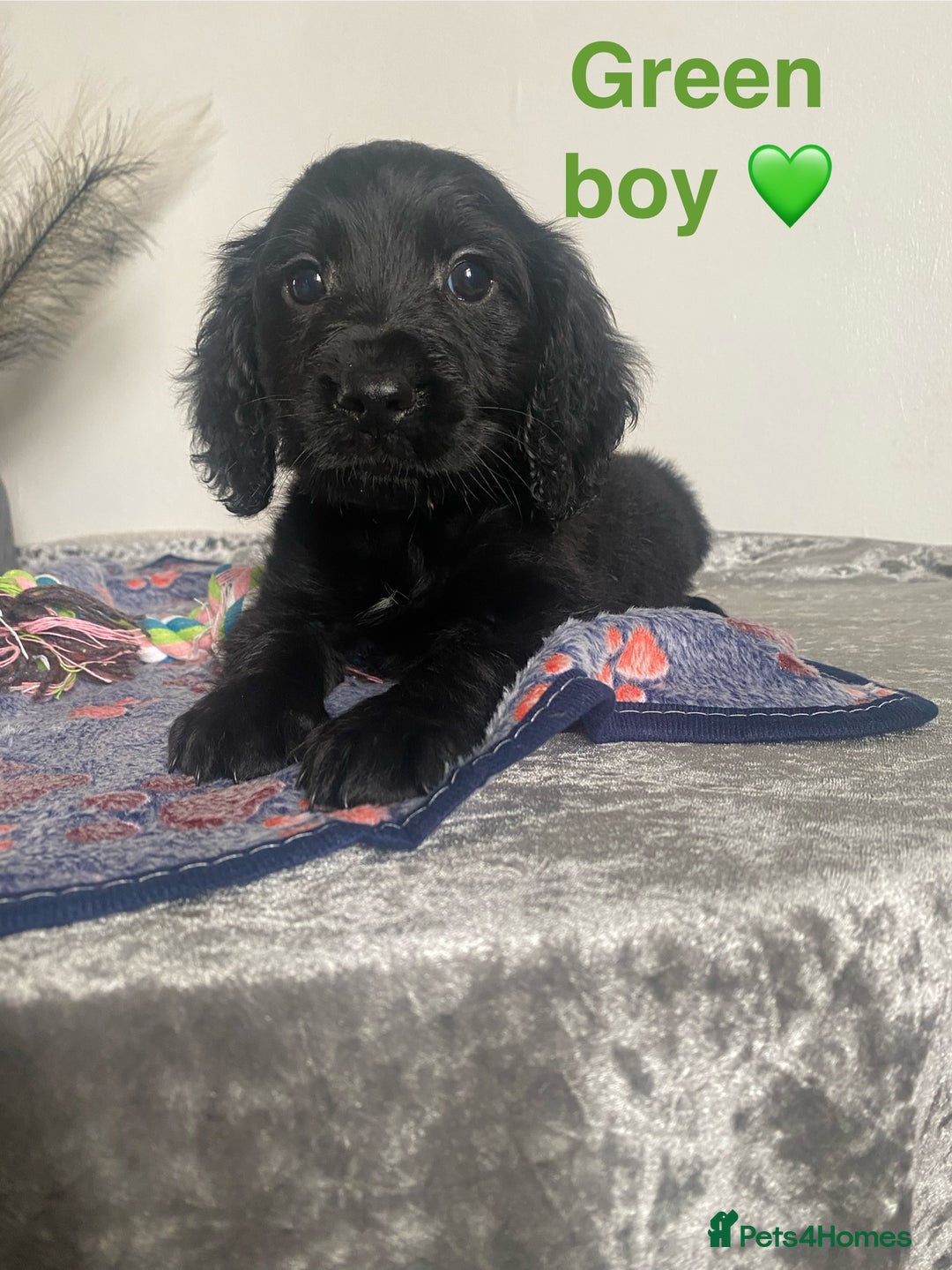 Cockapoo dogs for sale: Cockapoo  - Image 11