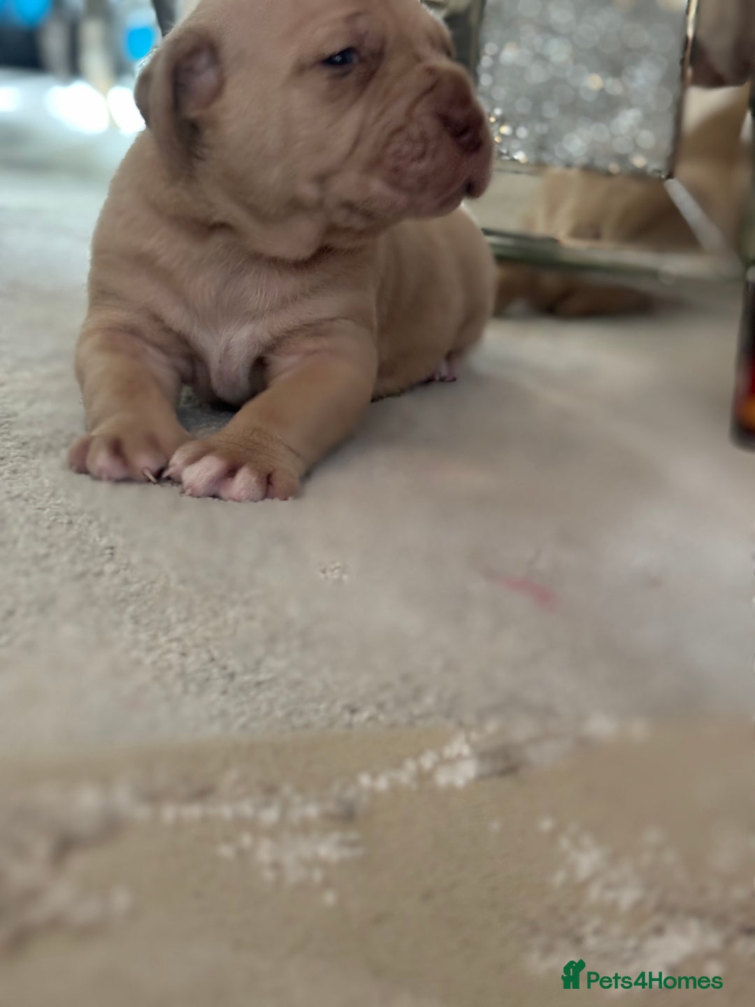 Neapolitan Mastiff dogs for sale: 💙 Neapolitan Mastiff Puppies champion bloodline💙 - Advert 31