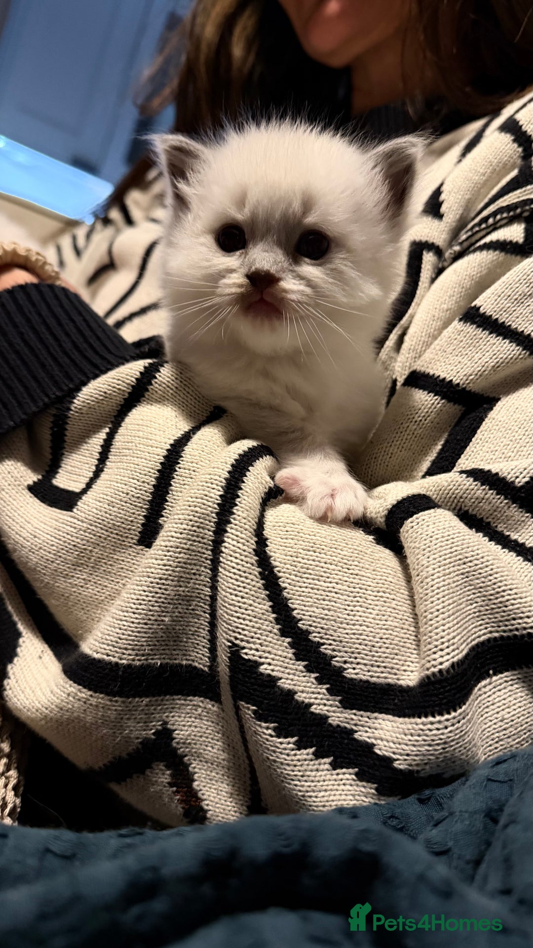 Ragdoll cats for sale: 5 PURE adorable💙💗Ragdolls💗💙ready to leave soon - Advert 11